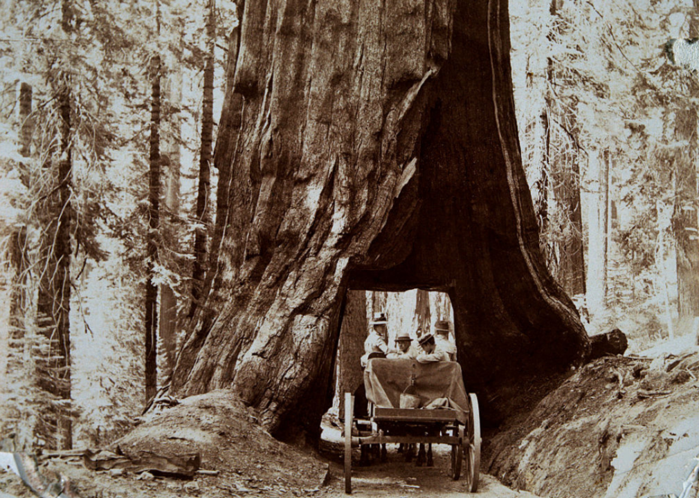 Driving through a tree